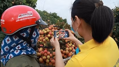 Bưu điện Bắc Giang hỗ trợ nông dân tiêu thụ hàng chục tấn vải, dứa, na mỗi ngày