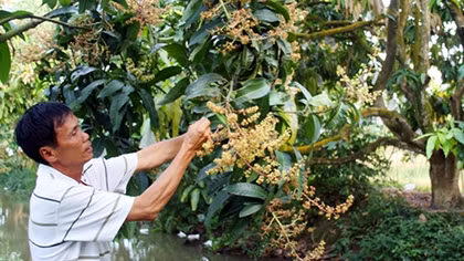 Nhà vườn miền Tây lo lắng thời tiết ảnh hưởng cây trái phục vụ Tết