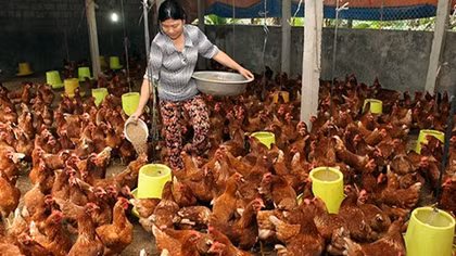 Lại đến lượt thịt gà, trứng gà... mất giá