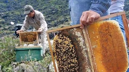 Độc đáo nghề chăn ong "du mục" vùng núi cao