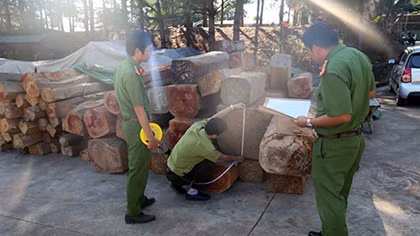 Xe ô tô đầu kéo vận chuyển 60m3 gỗ không nguồn gốc
