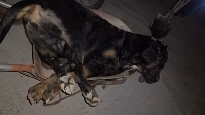 Rắn hổ mang cắn chết chó Pitbull nặng gần 60kg
