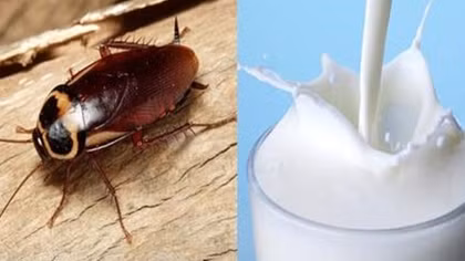 Nuôi gián để lấy sữa và làm dược phẩm