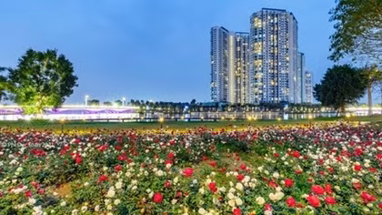 Hơn 1 triệu bông hồng nở hoa rực rỡ khắp Ecopark