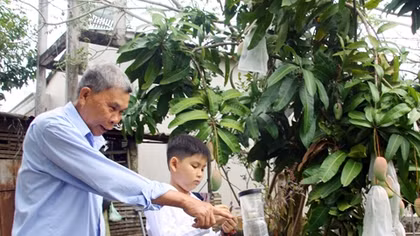 Độc đáo sản phẩm bắt ruồi vàng của một học sinh lớp 3
