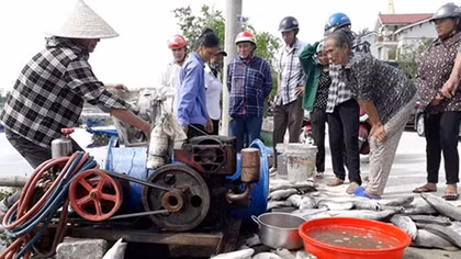 Nguyên nhân làm hơn 120 tấn cá chết ở Hà Tĩnh
