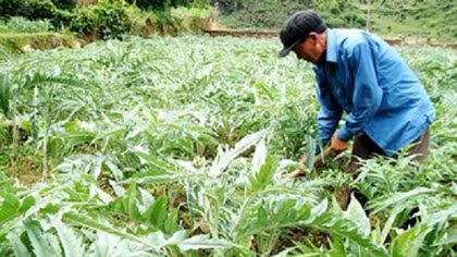 Báo động tình trạng khai thác dược liệu kiểu tận diệt