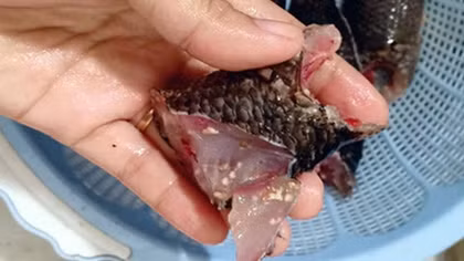 Mạng xã hội xuất hiện tràn lan thông tin thất thiệt cá nhiễm sán