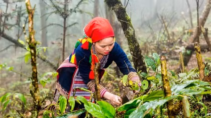 Lên Tả Phìn ngắm hoa, xem người thêu váy