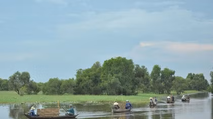 Canh tác lúa ma miệt Đồng Tháp Mười