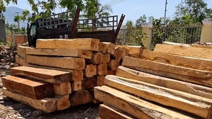 Gần 120 cây gỗ lớn thuộc rừng phòng hộ bị đốn hạ