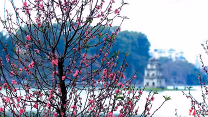 Nghĩ về mùa xuân đất nước