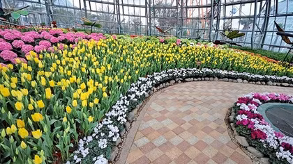 Lễ hội hoa Tulip lớn nhất Việt Nam tại Vinpearl Nha Trang