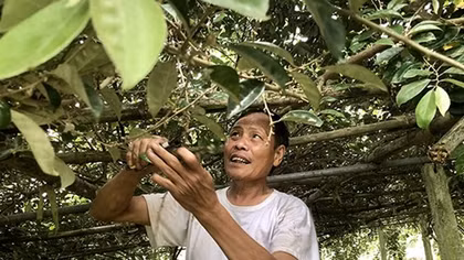Dâu, nhót được mùa, nhưng không là cây chủ lực