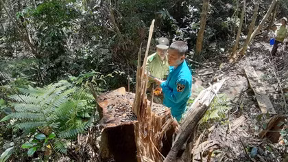 Rừng phòng hộ đầu nguồn suối Trà Veo bị tàn phá nghiêm trọng