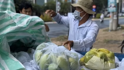 Đặc sản xoài cát Hòa Lộc rớt giá 
