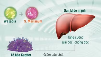 Tỷ lệ ung thư gan ở Việt Nam tăng nhanh