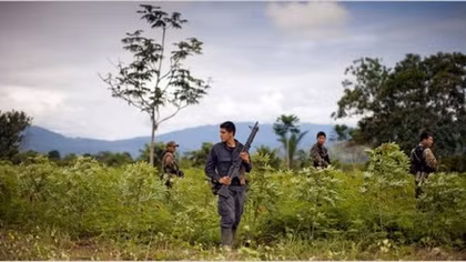 Peru: Nan giải cuộc chiến chống ma tuý