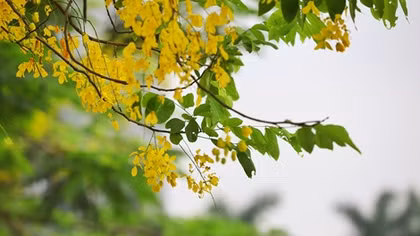 Hồ Tây thơ mộng trong sắc hoa muồng hoàng yến