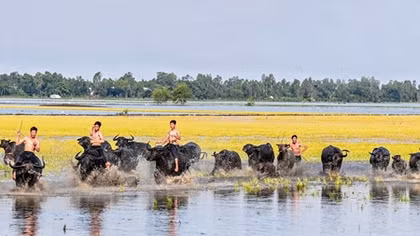 Trâu ơi, trâu à