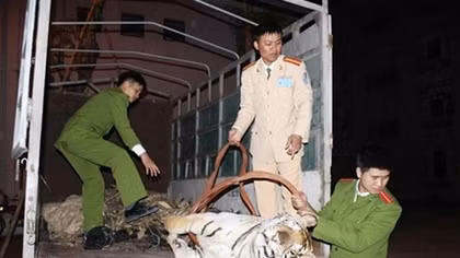 ''Nhiệt huyết màu xanh''