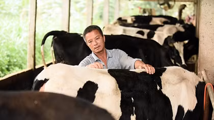 Đừng tìm đâu xa xôi nữa, đã có lời giải cho những yếu tố làm nên nguồn sữa đầu vào chất lượng của sữa tươi Cô Gái Hà Lan