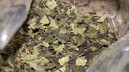 Cảnh báo “thảo mộc” gây loạn thần, sống ảo