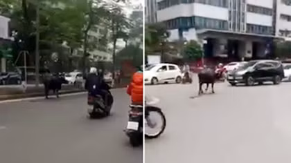 Trâu "điên" náo loạn đường phố Hà Nội