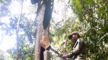 Kỳ thú nghề "săn" mật ong rừng