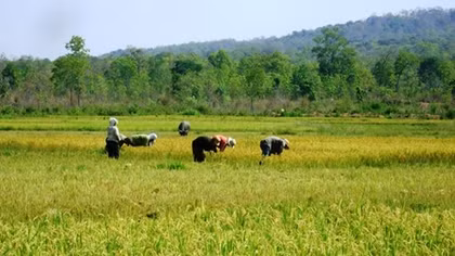 Cho phép 2 địa phương chuyển đổi đất trồng lúa