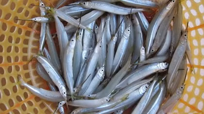 Bỏ bạc triệu lùng mua loài cá "chả ai ngó tới" ở Cà Mau