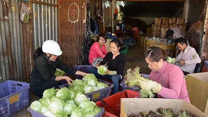 Rau, hoa Đà Lạt trong mùa dịch COVID-19