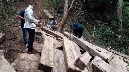 Bãi tập kết gỗ “khủng” gần trạm bảo vệ rừng
