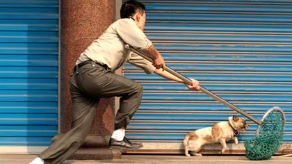 Đi trộm chó, một đối tượng bị đánh chết