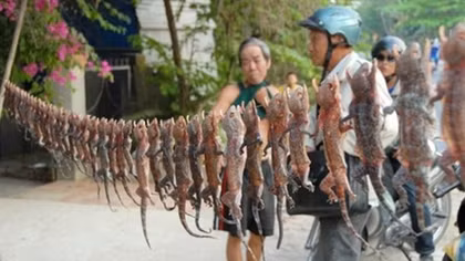 Săn "thần dược" vùng Bảy Núi