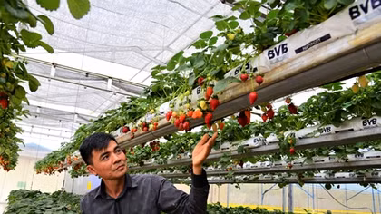 Bỏ khai thác than làm ông chủ vườn dâu Mỹ giữa Đà Lạt
