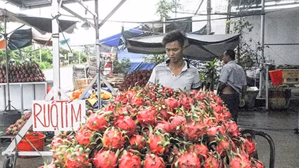 Thanh long đạt chuẩn không lo rớt giá