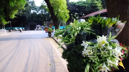  Hoa loa kèn nở sớm "lạc lõng" giữa tiết trời tháng 3 Hà Nội