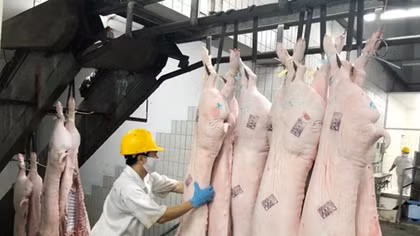 Cân đối cung - cầu mặt hàng thịt lợn cho thị trường Tết 2020