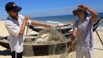 Cá nóc xuất hiện nhiều bất thường, cắn phá ngư lưới cụ ngư dân 