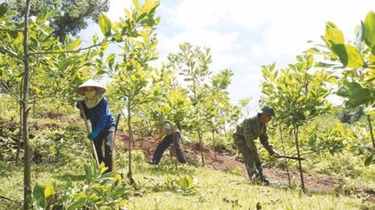 Kiểm soát chặt chẽ việc chuyển mục đích sử dụng đất lâm nghiệp