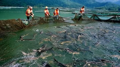 Chặn cá tầm không thuần chủng “bơi” vào Việt Nam