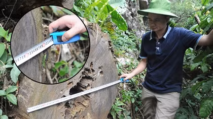 Nhói lòng cảnh rừng nghiến tan hoang