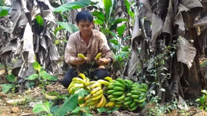 Đắng lòng chuối xuất khẩu phải bán cho dê, cá ăn