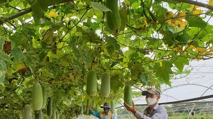 Có một Đà Nẵng... quê