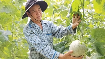 Đồng bằng sông Cửu Long liên kết trong phát triển nông nghiệp để tăng lợi nhuận