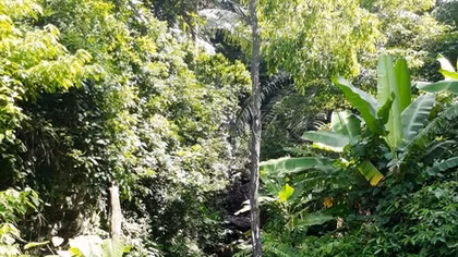 Sám hối trước rừng