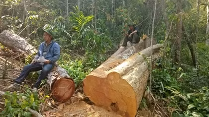 Điều tra mở rộng 2 vụ án để mất hàng nghìn hécta rừng