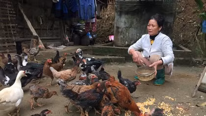 Về vùng nuôi gà chín cựa "độc nhất vô nhị"