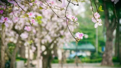 Thiếu nữ Hà Thành dịu dàng đua sắc bên hoa Ban
